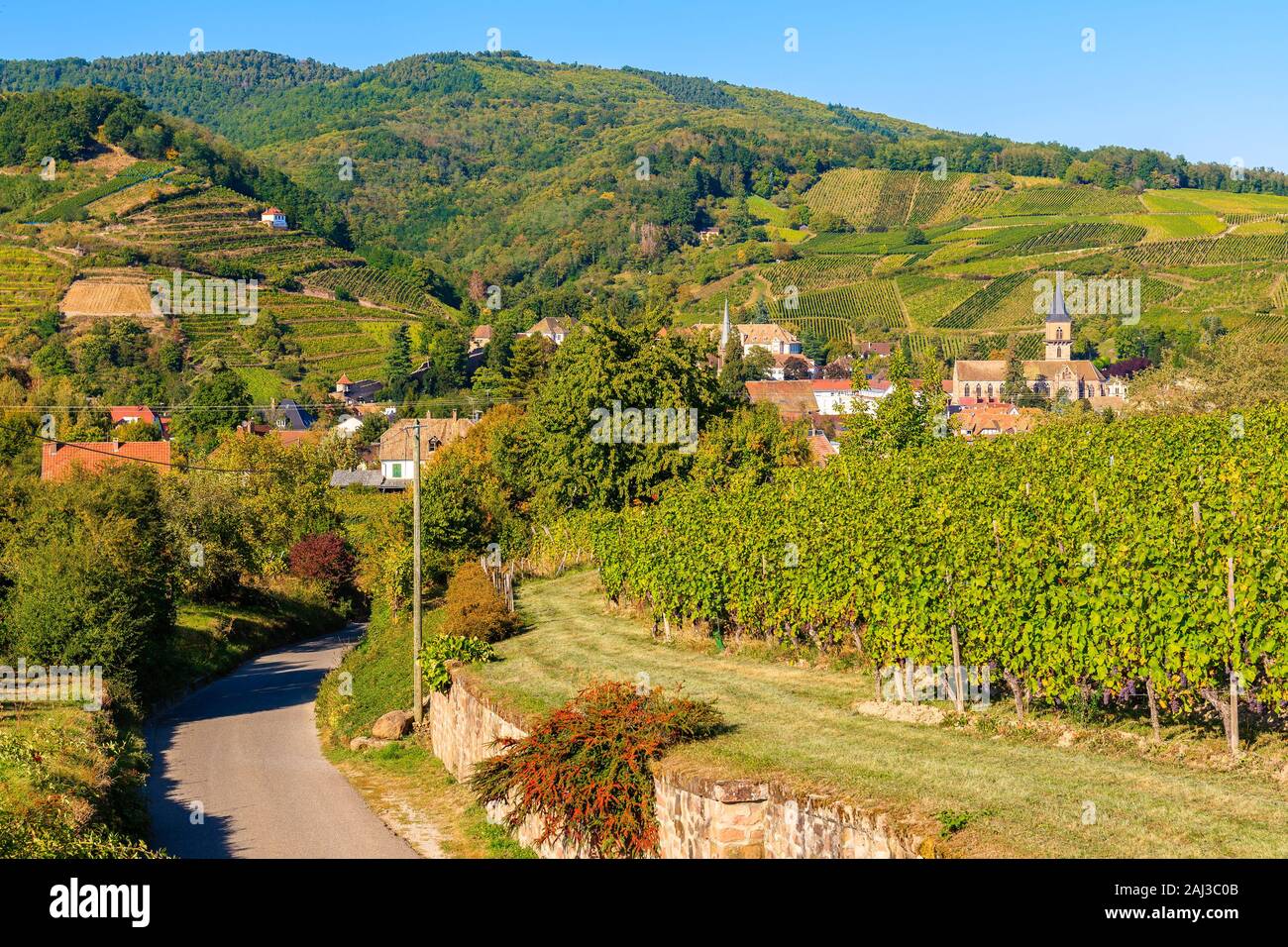 Strada tra vigneti a Riquewihr village con la vecchia chiesa, Alsazia strada del vino, Francia Foto Stock