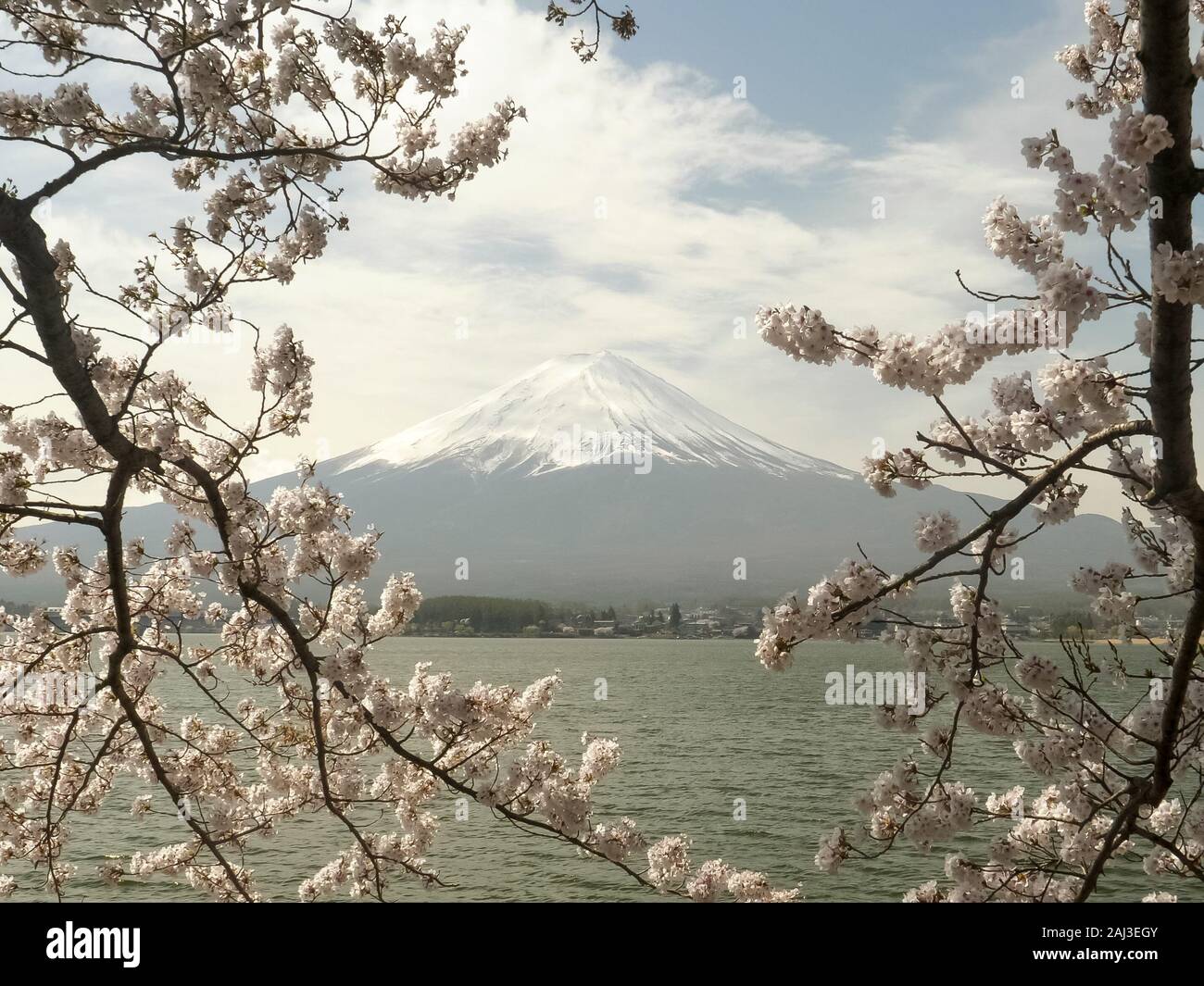 Colpo di mt fuji incorniciata da due grandi rami di ciliegio in fiore a un lago Foto Stock