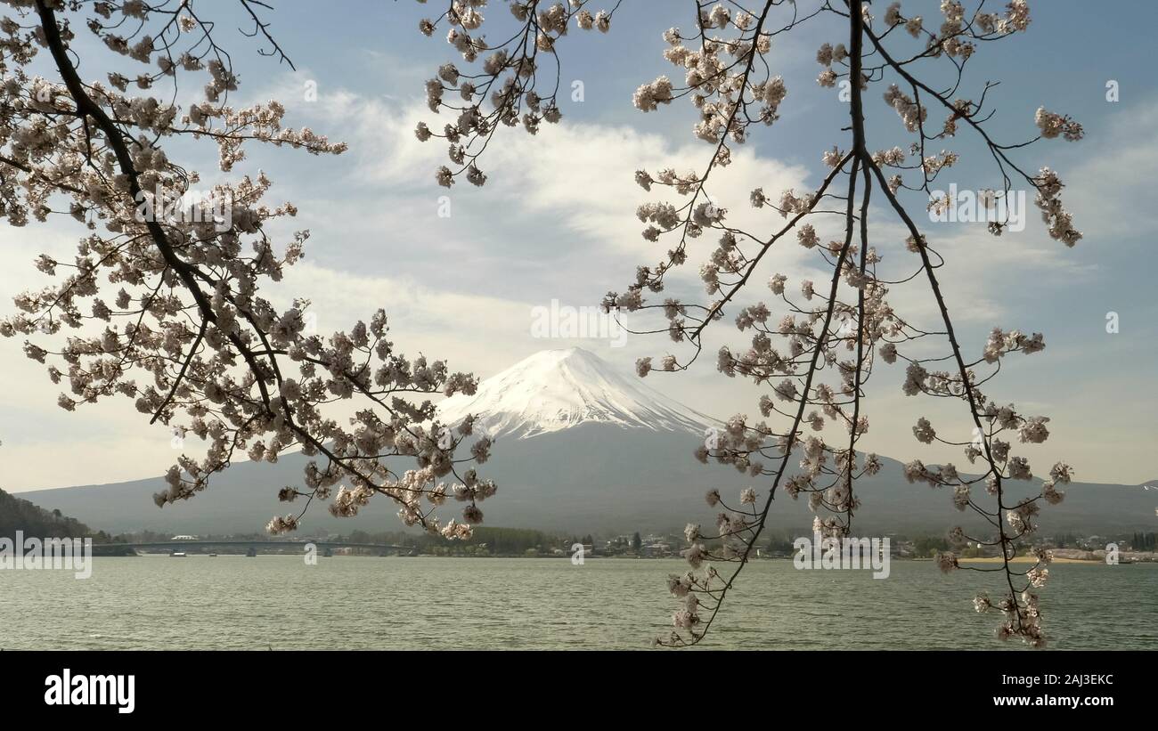 Ampia angolazione del Monte Fuji e ciliegio filiali in Giappone Foto Stock