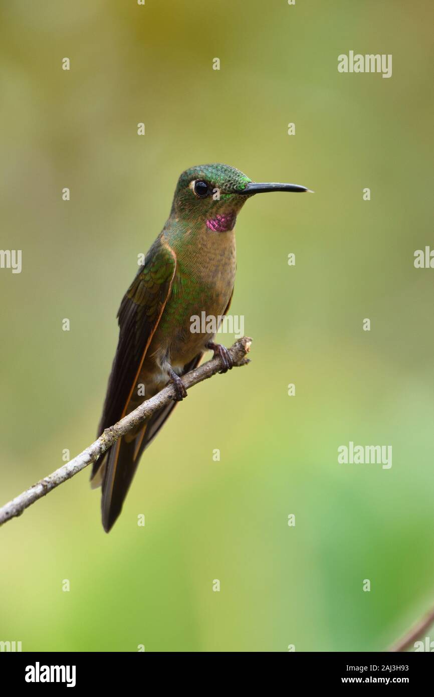 Un brillante Hummingbird breasted di sbadighawn in foresta peruviana Foto Stock