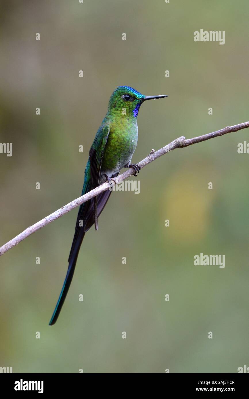 Un Long-tailed Sylph hummingbird cloudforest peruviana Foto Stock