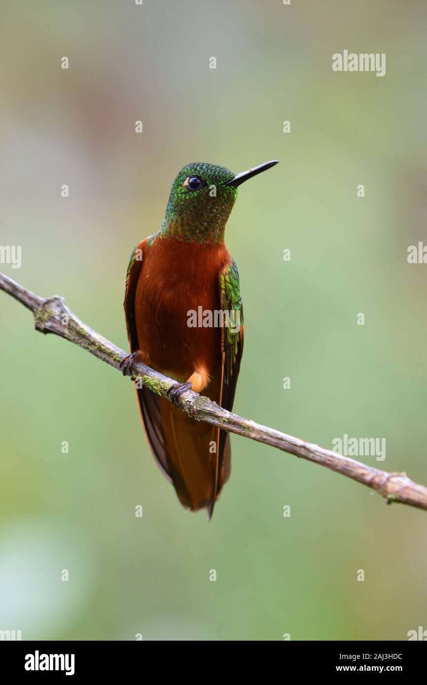 Un petto di castagno Coronet hummingbird cloudforest peruviana Foto Stock