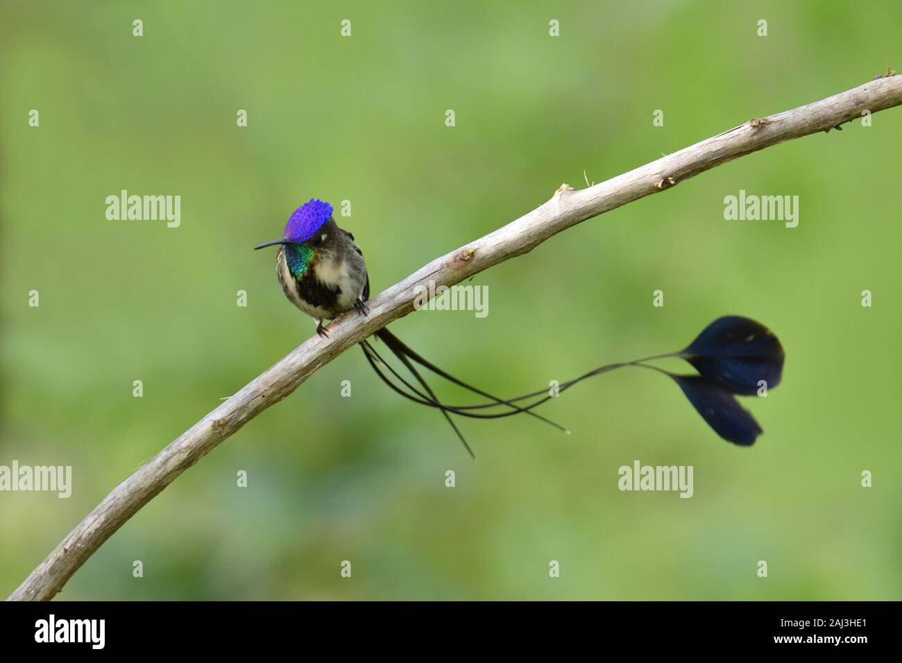 Un meraviglioso Spatuletail Hummingbird più raro e spettacolare hummingbird nel mondo Foto Stock