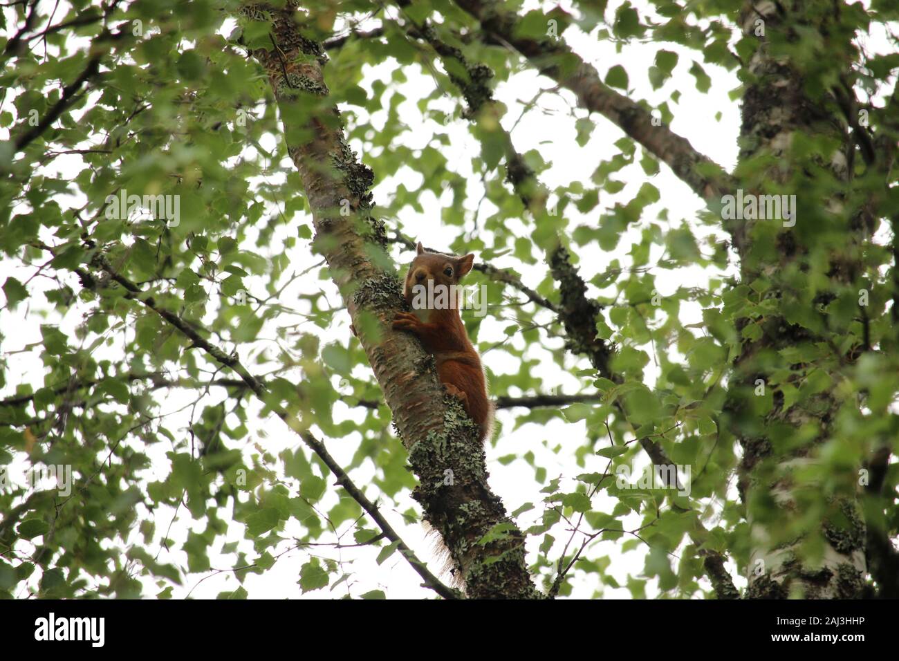 Rosso nativo scoiattolo (Sciurus vulgaris) salendo un argento betulla nelle Highlands scozzesi Foto Stock