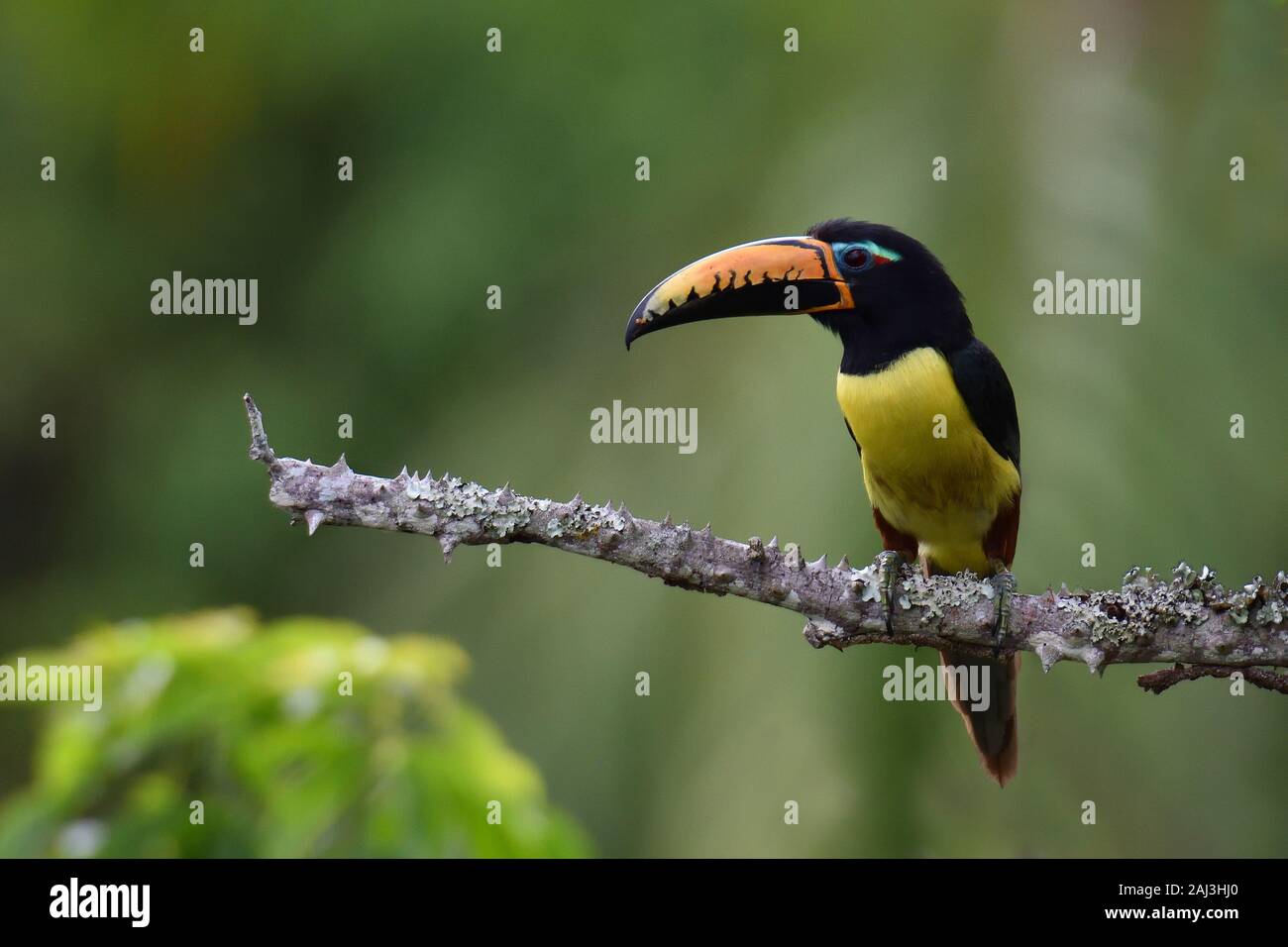 Letterati aracari nella foresta pluviale tropicale Foto Stock