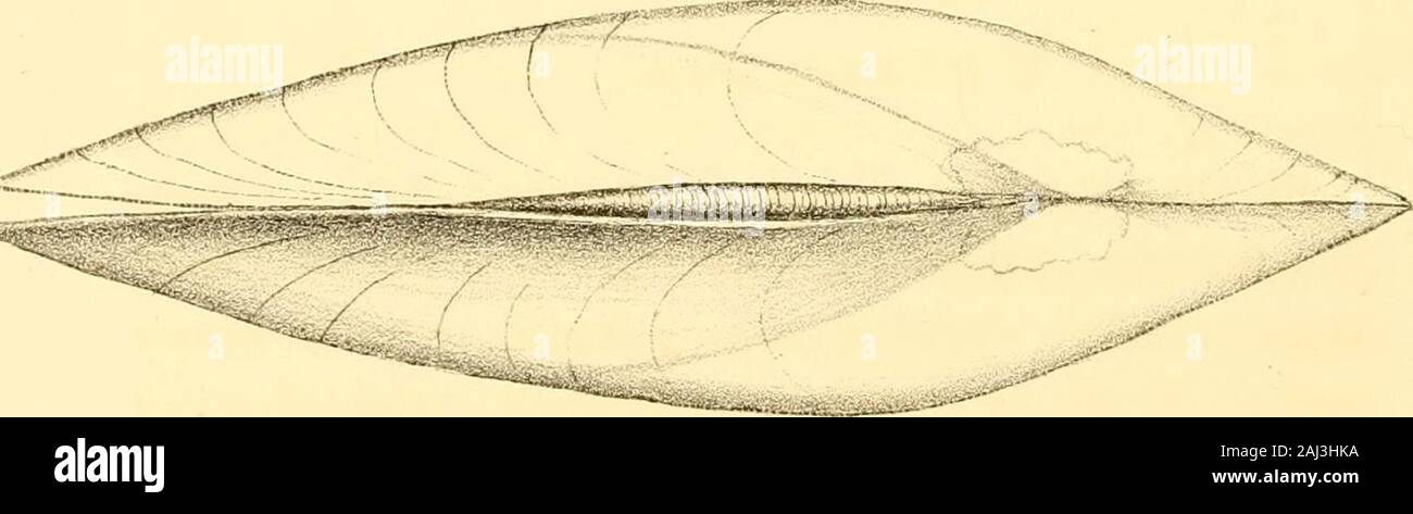 Monografia della famiglia Unionidae : o, Naiades di Lamarck (acqua fresca di gusci di molluschi) del Nord America ... . Uv-io -frac/ilis, ltd j -frag 55 U. fabalis, Lea. Trans. Amer. Philos. Soc. vol. iv. p. 96, pi. x. la fig. 16.cab. A. N. S. n. 2404. Osservazioni. Il sig. dire osserva che i denti robusti e thethickness di tutto il guscio hanno indotto molti, andmyself tra il numero, a prendere in considerazione questa shell inquanto i giovani di gibbosus, Barnes, [dilatatus, Raf.] Ma avery lieve esame serve a dimostrare che si tratta di verydistinct. Il giovane di tale specie è sempre muchmore allungata trasversalmente, non così t Foto Stock