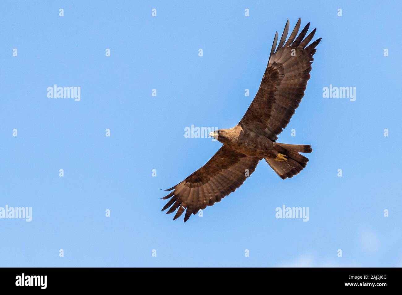 Wahlberg's Eagle (Hieraaetus wahlbergi), marrone morph singoli in volo visto da sotto, Mpumalanga, Sud Africa Foto Stock
