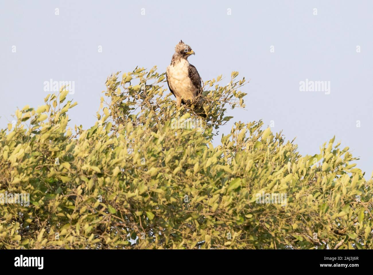 Wahlberg's Eagle (Hieraaetus wahlbergi), pallido morph adulto appollaiato su un albero, Mpumalanga, Sud Africa Foto Stock