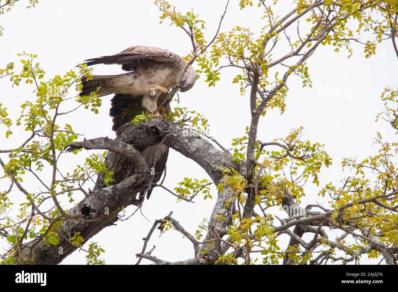 Wahlberg's Eagle (Hieraaetus wahlbergi), pallido morph adulto rami di raccolta per il suo nido, Mpumalanga, Sud Africa Foto Stock