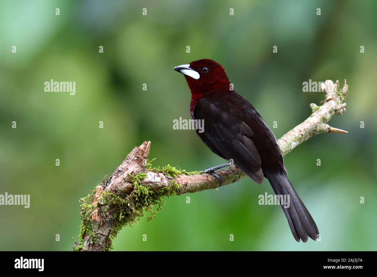 Un argento-fatturati Tanager nella foresta pluviale amazzonica Foto Stock