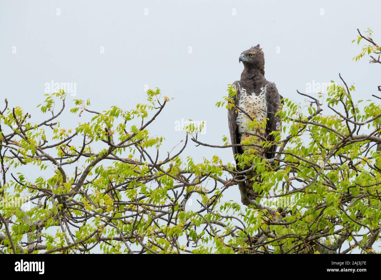 Martial Eagle (Polemaetus bellicosus), Adulto appollaiato su un albero, Mpumalanga, Sud Africa Foto Stock