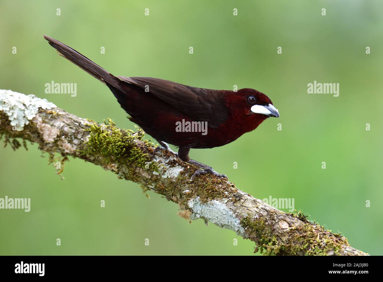 Un argento-fatturati Tanager nella foresta pluviale amazzonica Foto Stock