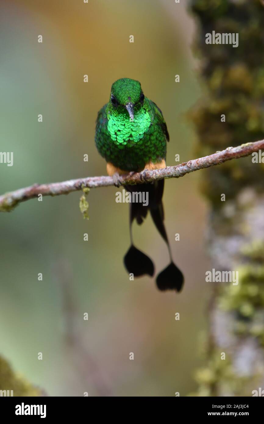 Un avviato Racket-coda di hummingbird nella foresta pluviale amazzonica Foto Stock