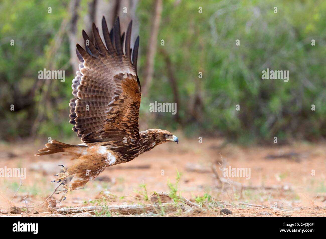 Bruno Eagle (Aquila rapax), Adulto decollare da terra - Mpumalanga in Sudafrica Foto Stock