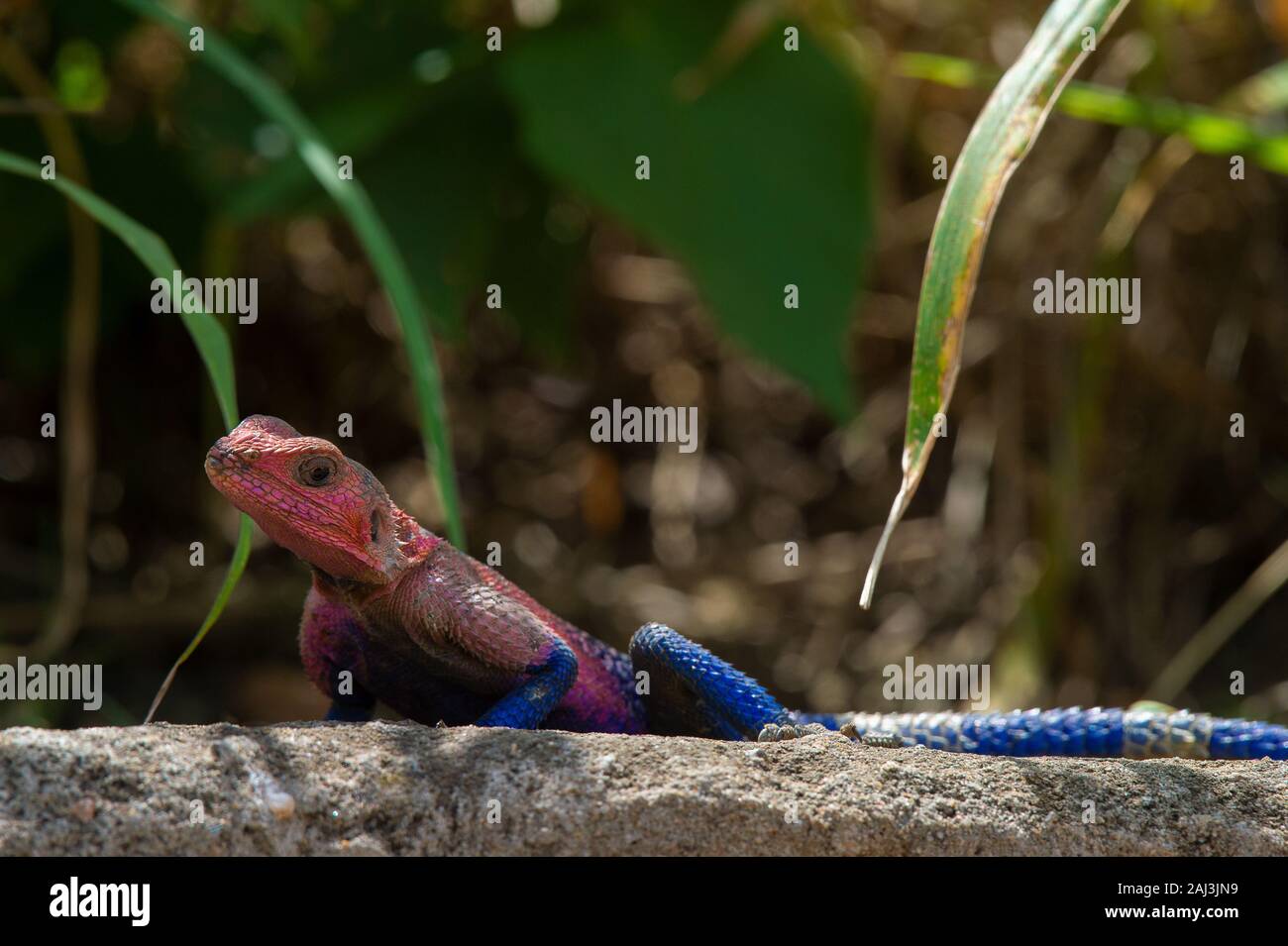 Mwanza a testa piatta rock AGAMA SA, Agama mwanzae, Agamidae, il Masai Mara riserva nazionale, Kenya, Africa Foto Stock
