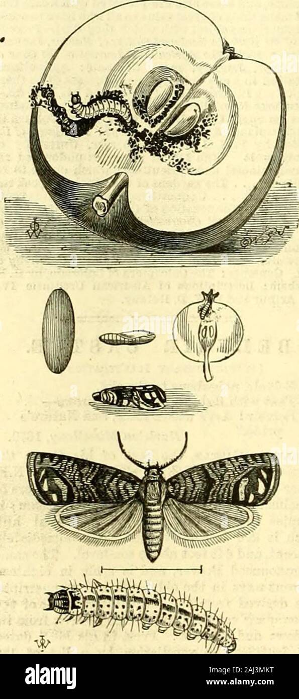 I giardinieri' cronaca : un settimanale illustrato ufficiale di orticoltura e materie affini . r fragranza. Nell'orchidea-house la presenza di fioritura delle piante di Den-drobium heterocarpum aureum si era manifestato dal delizioso profumo che riempiva il tempio. Per venire a più cose di carattere generale, che come sempre la quaresima la luminosità in questo periodo dell'anno,Cinerarias, garofani, Begonie, e simili,erano pienamente rappresentati. J. R. J. IL CODLIN-MOTH. Durante gli ultimi anni, più stringentmeasures sono state adottate rispetto a quanto è stato fatto finora per annihi-fine questo temuto pest (fig. 52) del frutteto giardino andfruit ; Foto Stock