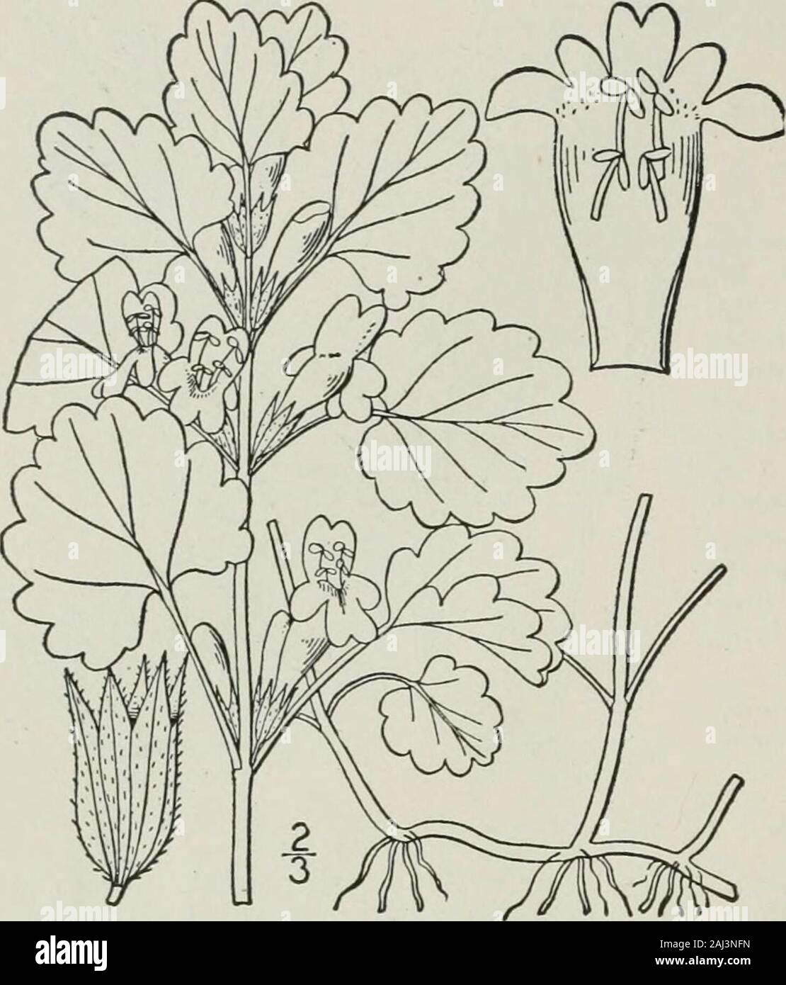 Una flora illustrata del nord degli Stati Uniti, il Canada e la British possedimenti : da Terranova al parallelo tra il confine meridionale della Virginia e dall'Oceano Atlantico verso ovest per il 102º meridiano . 114 LAMIACEAE. Vol. III.. I. Glecoma hederacea L. Terra Ivy. Gill-over-la-massa. Balsamo di campo. Fig. 3595. Glecoma hederacea L. Sp. PI. 578. 1753.N. Glechoma Benth. Lab. Gen. e Sp. 485. 1834.N. hederacea B.S.P. Prel. Cat. N. Y. 43. 1888. Perenni, pubescente lo spunto da fermo stemsleafy, talvolta 18 lungo, il branchesascending. Abbassare commonlylonger piccioli di foglie; foglie Foto Stock