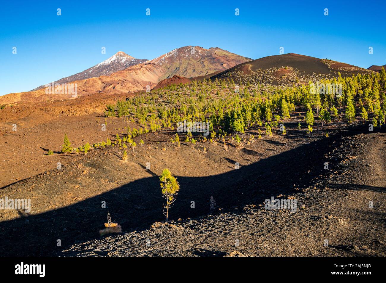 Vista tramonto dalla cima del cratere di Samara nel Parco Nazionale del Teide verso i vertici del Teide e Pico Viejo circondata dalla pineta. Foto Stock