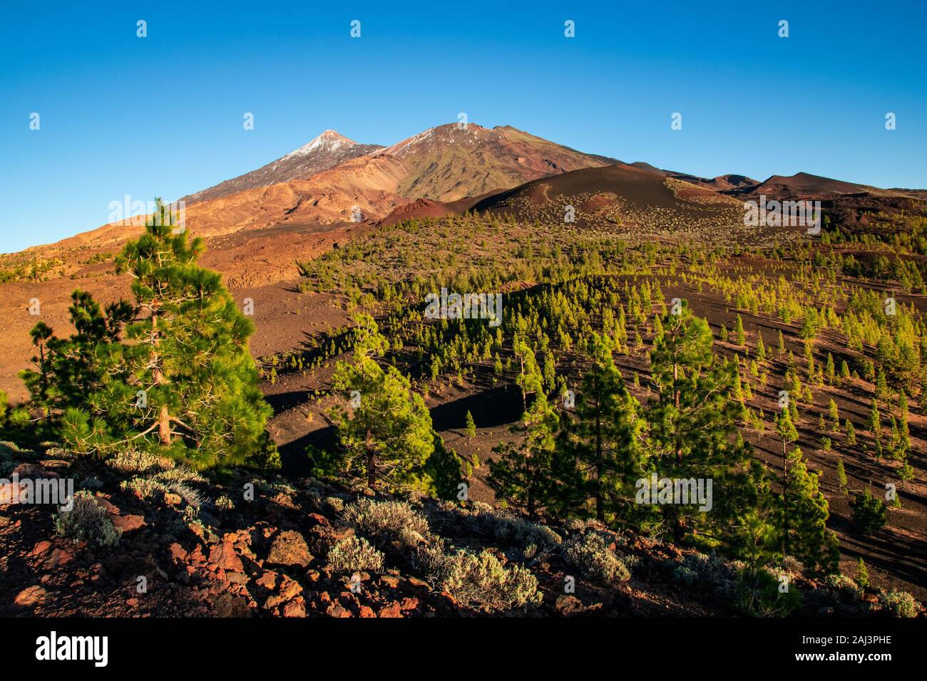 Vista tramonto dalla cima del cratere di Samara nel Parco Nazionale del Teide verso i vertici del Teide e Pico Viejo circondata dalla pineta. Foto Stock