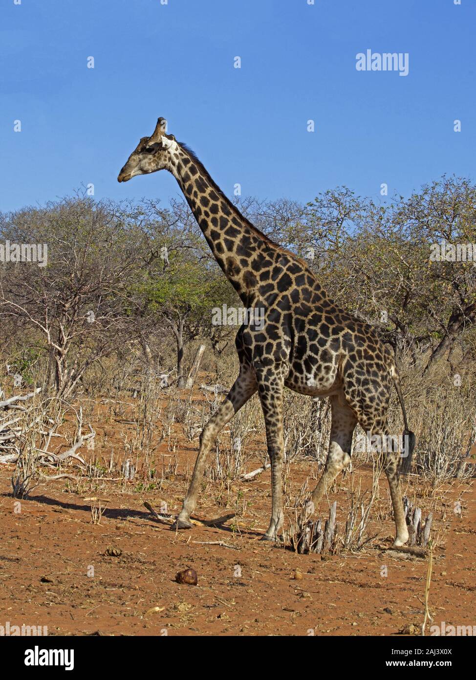Giraffa namibiana in piedi Foto Stock