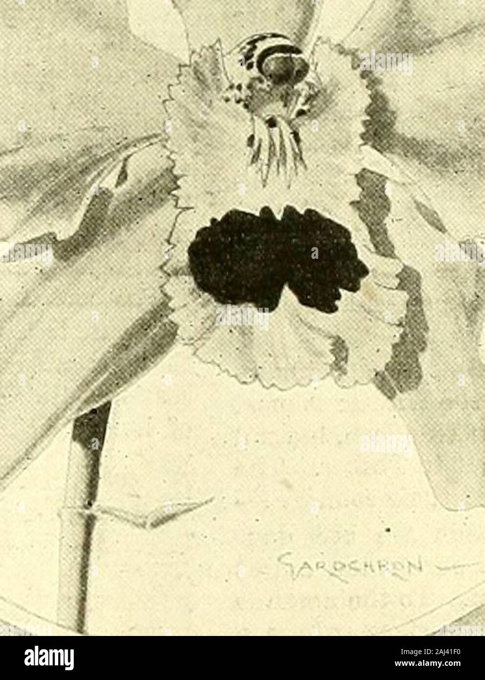 I giardinieri' cronaca : un settimanale illustrato ufficiale di orticoltura e materie affini . Foto Stock