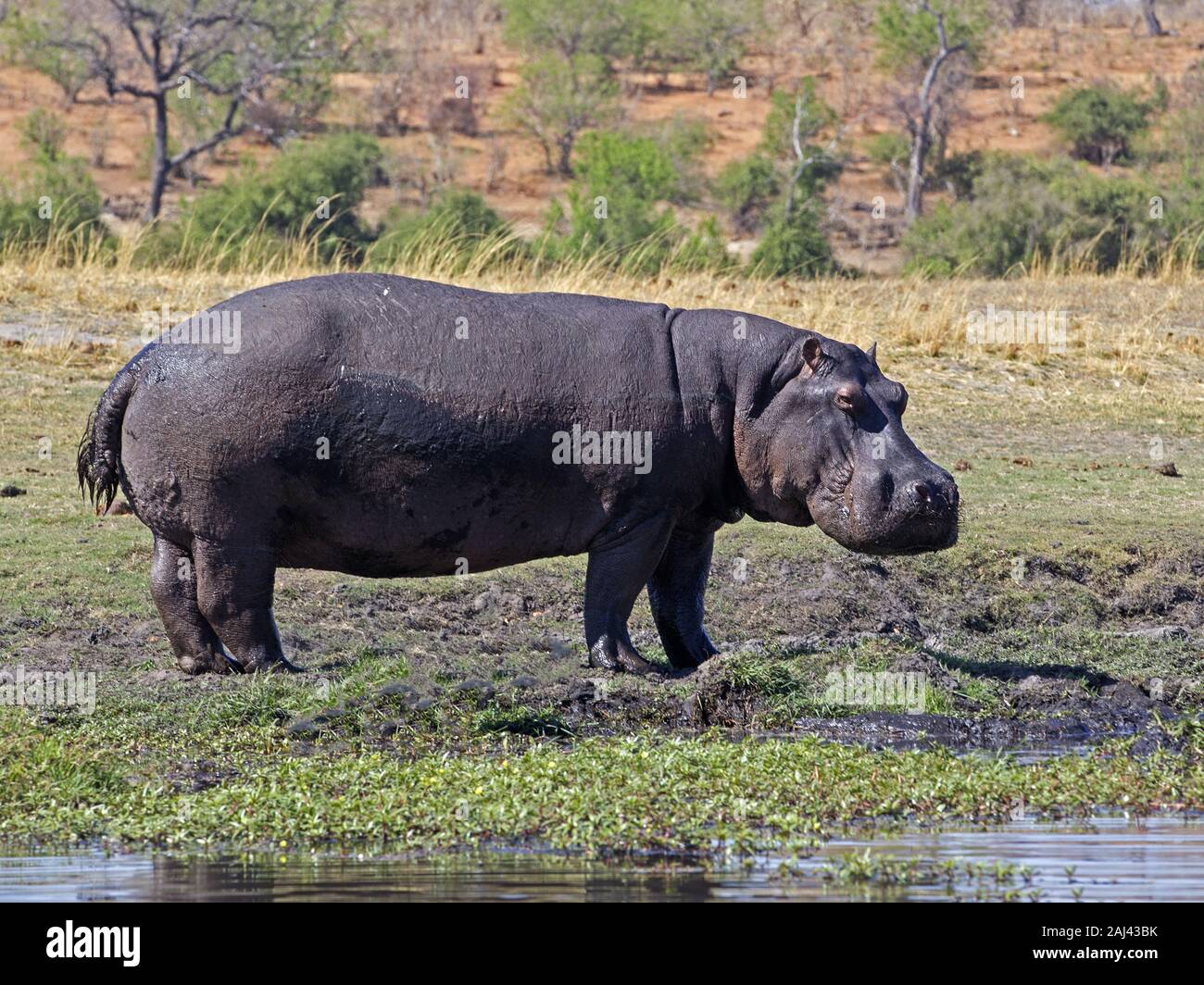 Ippopotamo comune in piedi Foto Stock