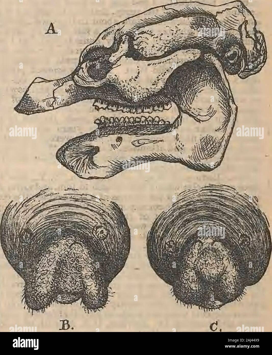 Foresta e stream . Geologia goe=* per mostrare che i primi Pliocene andMiocene mari d'Europa swarmed con numerose specie ofanimals, zoologi hanno buone ragioni per credere che questi ultimi werethe estinti gli antenati degli attuali Sirenia (Hali-iherium). Ma le forme intermedie che connectedour tipi viventi, come il lamantino, con la ancientones, di cui 1 si riferiscono, non sono ancora stati scoperti.zoologi hanno anche tenuto, e 1 penso che sia molto probabletoo, che i lamantini e il loro tipo sono in alcuni collegamenti wayrelated, affined in remoto per i cetacei sulla mano theone e Ungulata sul Foto Stock