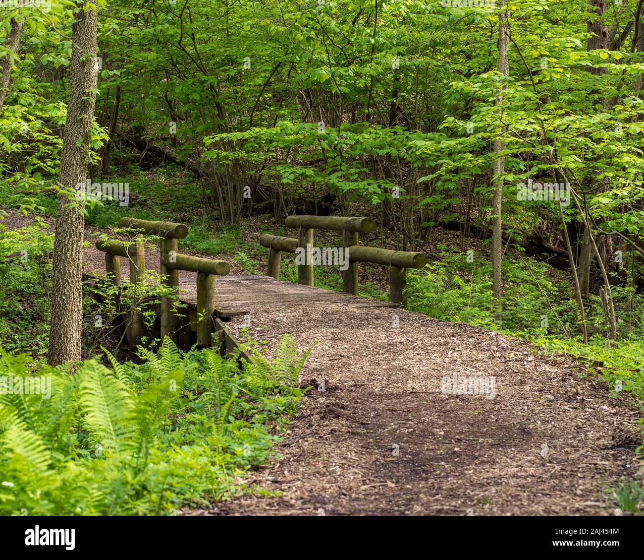 Sentiero Natura, percorso escursionistico, avvolgimento attraverso la foresta di conservazione della natura park. Log in legno ponte che attraversa il flusso Foto Stock