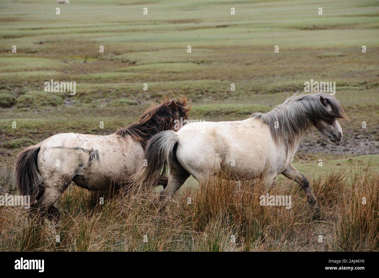 Cavalli Sul North Cors Landmore Marsh Foto Stock