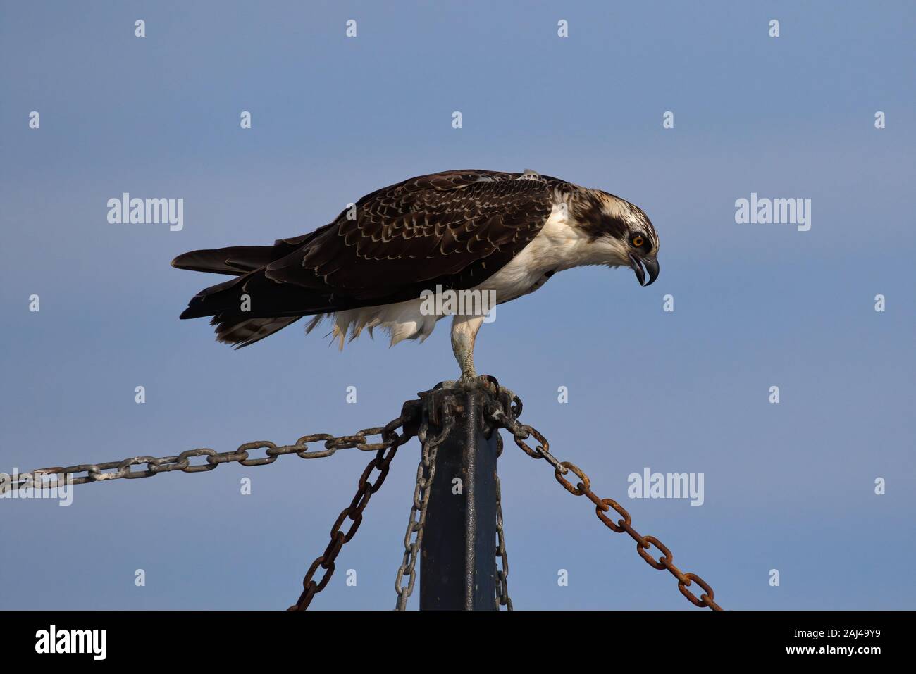 Giovane Osprey appollaiato in cima a un albero della barca in un promontorio COD Harbour Foto Stock