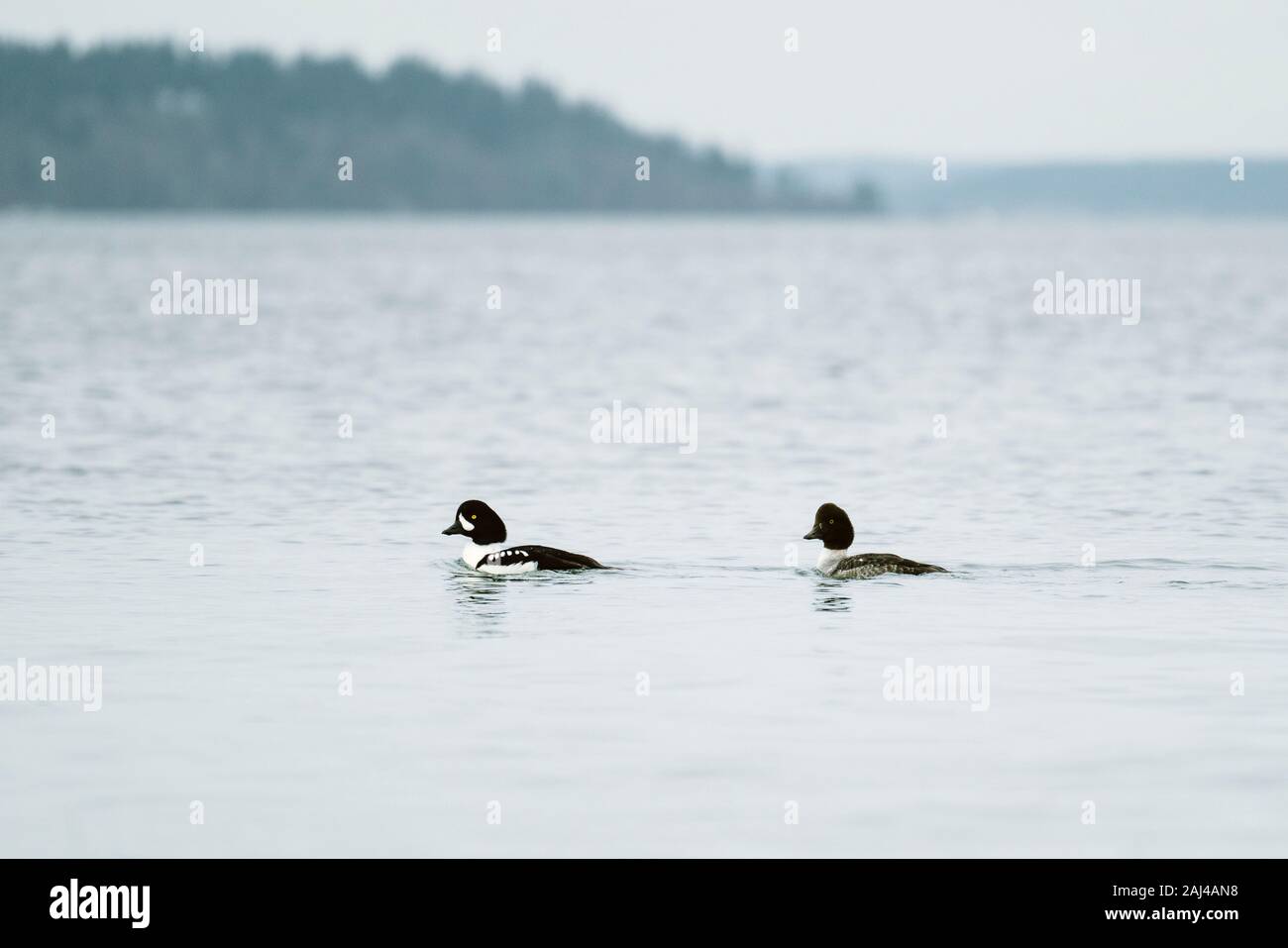 Un paio di legati maschio e femmina di Goldeneye di Barrow nuotano insieme Foto Stock