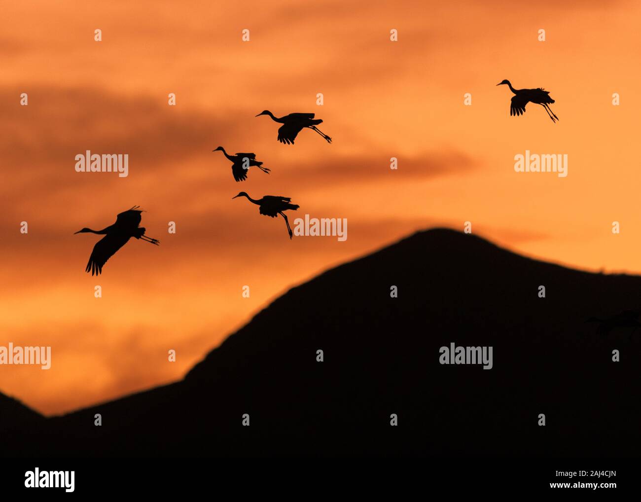 Cinque gru sandhill in silhouette in volo al tramonto al Bosque del Apache National Wildlife Refuge in Nuovo Messico Foto Stock