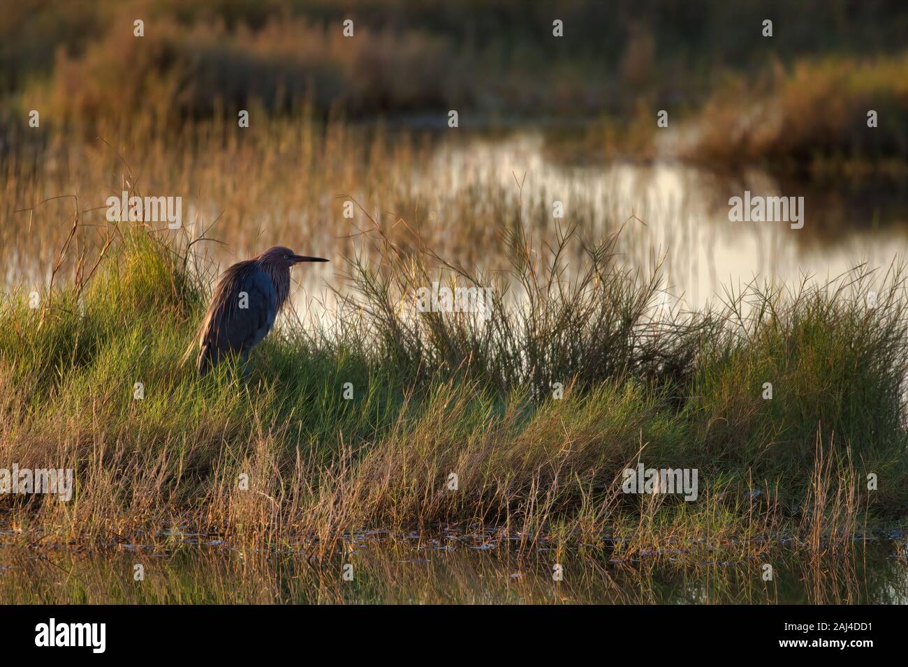 Egret rossastro si trova ancora su una piccola isola nel Marsh Foto Stock Egret rossastro si trova ancora su una piccola isola nel Marsh Foto Stock