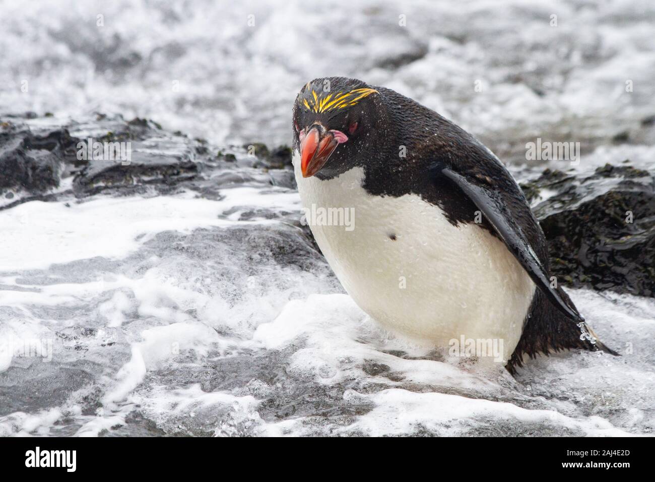 Maccheroni pinguini che arrivano dal mare nel surf, Georgia del Sud Antartide Foto Stock