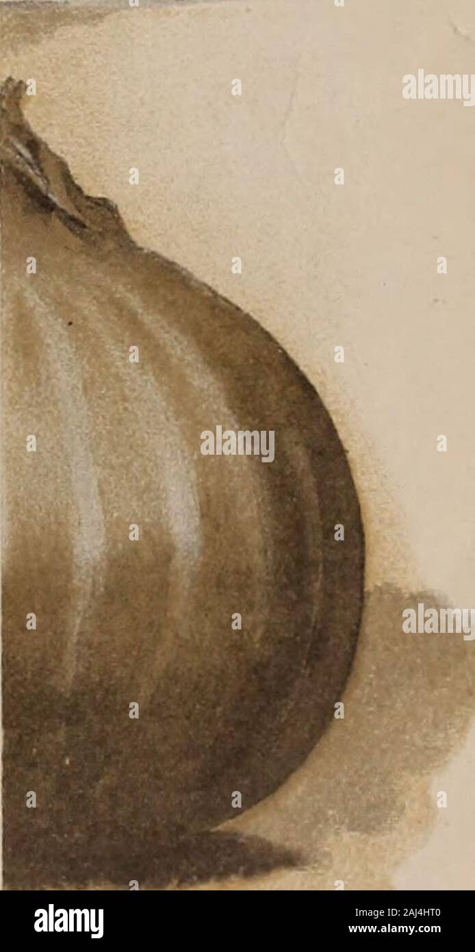 W.W Rawson & Co seedsmen / W.W Rawson & Co. . :Eptionally liscia, oncia 30c., % lb.. -W Globe OhioN dimensioni. Più grande^ 5c., oncia 25c.,;rosso. 88 siringhe. G. canna 1diam. Aprire roseand uno stream r<e elbiw fisso : termometri. Essi•• Self-reg. maximuni • salottino. Case di legno•• una lastra di vetro, wltli b?• Japanned lin casi15cts., 10, 20 e•? Focolaio e Jlush;supporti di pomodoro. G Albero graticci di raschiatore. Veranda Xris di gran lunga il più ?trellis staiitlal nia^adattata per out-dooi 2 ft. alta 3 • 4 5 è a. 6 • • 18 - .. .. 18 S 18 9 20 10 20 n 24 12 ? 24 Trellis ventola per Vii 1; ft. higli, per fare 5%3 4 Lo spago Foto Stock