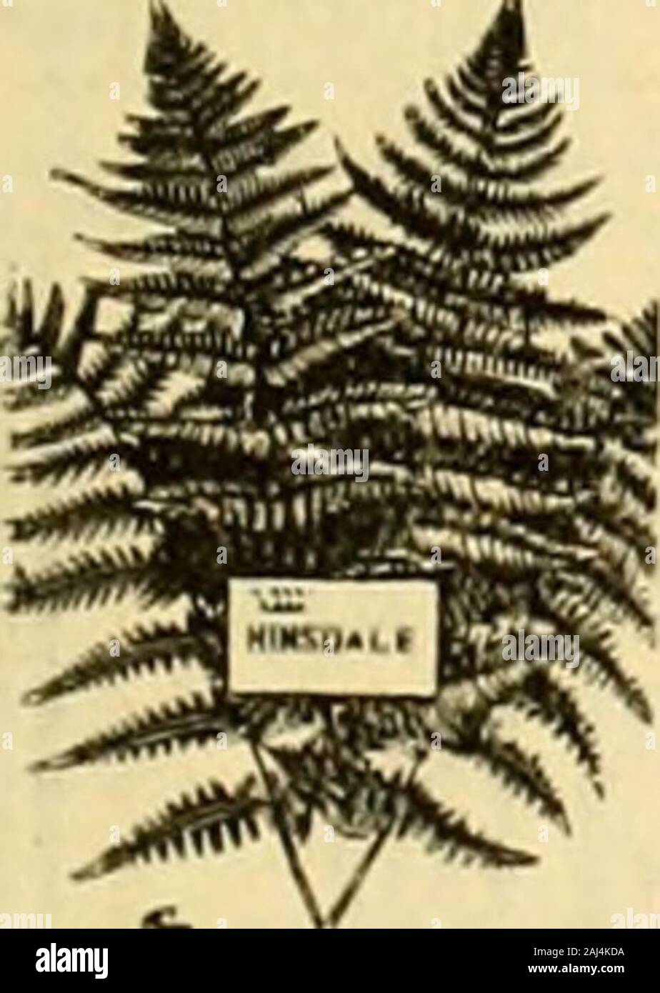 Il fiorista americana : un giornale settimanale per il commercio . arieties a prezzi ragionevoli. JOHN LEWIS CHILDS, FLORAL PARK, L. I., N. Y. Si prega di citare il fioraio americano - quando n/riting. 5.000 palme. In estate le occasioni per fare spazio. Per 100 lantanla Borb., 2V4-in. pentole $ 4.co 4y2-in. pentole 25.00 5. pentole 30.00 Kentia Balmoreana, 3V3-in. pentole 20.00 4V2-in vasi 30.00 Boston felci, 214-in. pentole 4.00 Farfugium Grande, SVa-in. pentole 10.OO S-in. pentole 15.00 Campo Bouvardias cresciuto e Carnationspriced sull'applicazione. Indirizzo HAIIZ & NEUNER, Louistille, Kv, BERTHA bagno talee di garofano, FELCI, palme. ARAUC Foto Stock
