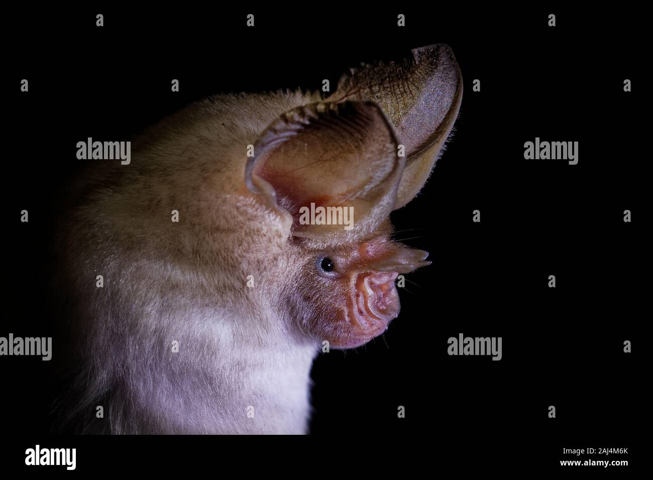 Trident bat o trident foglia dal naso-bat - Asellia tridens specie di bat in Hipposideridae, habitat naturali sono subtropicale o tropicale foreste secche, dr. Foto Stock