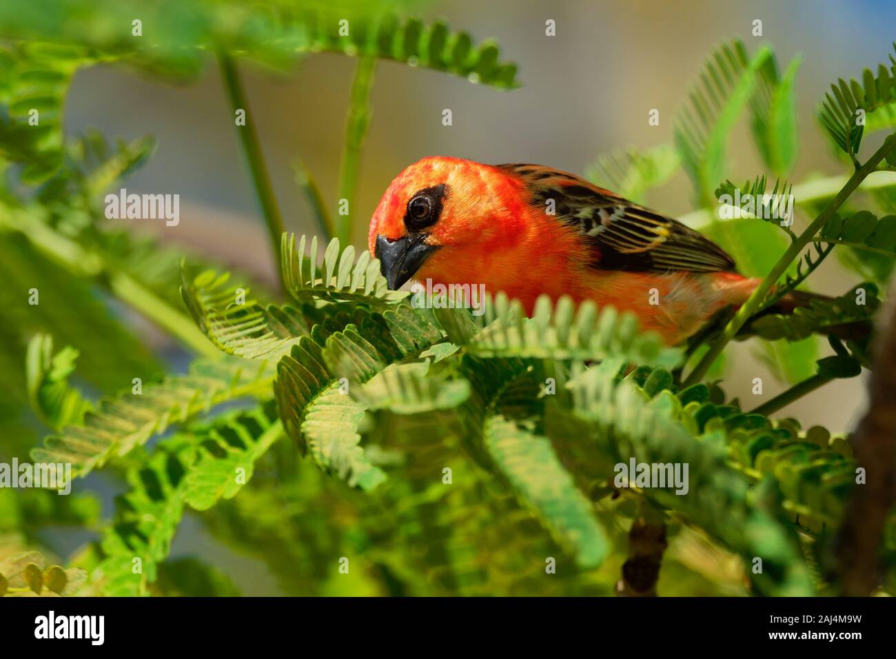 Madagascar Fody rosso - Foudia madagascariensis uccello rosso sul verde e il palm tree trovati nella radura della foresta, praterie e aree coltivate, in Madag Foto Stock