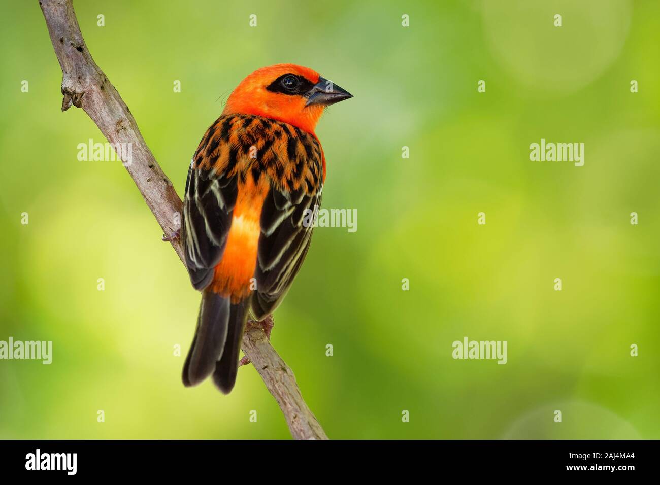 Madagascar Fody rosso - Foudia madagascariensis uccello rosso sul verde e il palm tree trovati nella radura della foresta, praterie e aree coltivate, in Madag Foto Stock