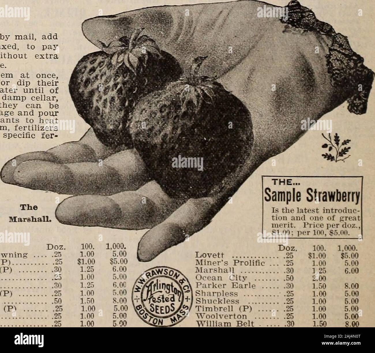 W.W Rawson & Co seedsmen / W.W Rawson & Co. . M, come questo sicuramente farà le piante per heatand bottino. Per far crescere frutti di bosco grandi e molti di loro fertilizersmust essere utilizzato liberamente. Unleached ceneri di legno è una specifica fer-tilizer per la fragola; massa ossea è alsoexcellent. Non piantare profonde, ma premere masse molto fermamente circa le radici. Theweather dovrebbe essere caldo, ombra piante preziose per Afew giorni con una manciata di grossa figliata overeach impianto. Per la collina di piante di coltura in letti a quattro piedi largo,con vicoli due piedi tra loro. Impianto letto ineach tre righe f&GT;f piante quindici inchesapart, e Foto Stock