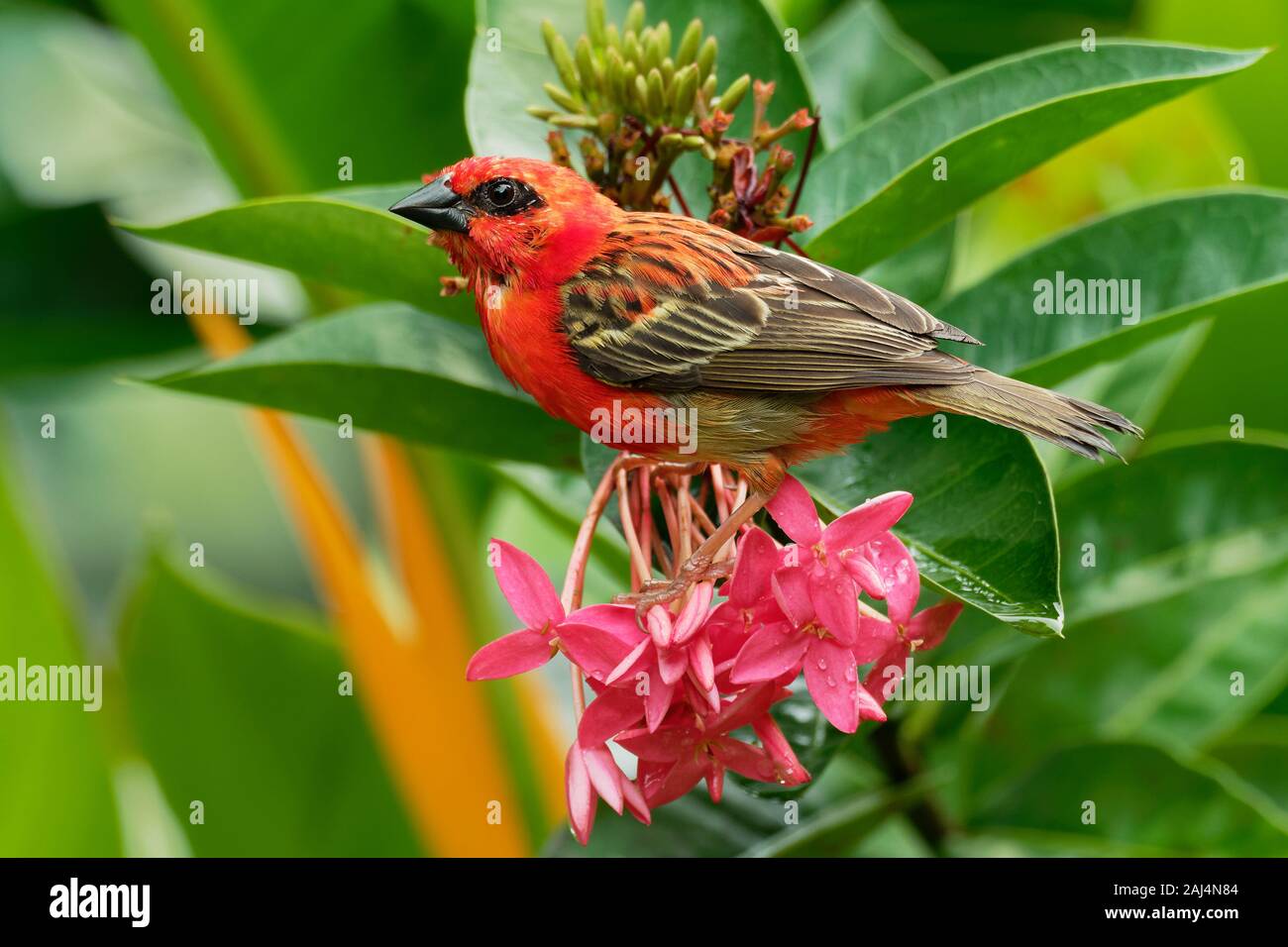 Madagascar Fody rosso - Foudia madagascariensis uccello rosso sul verde e il palm tree trovati nella radura della foresta, praterie e aree coltivate, in Madag Foto Stock