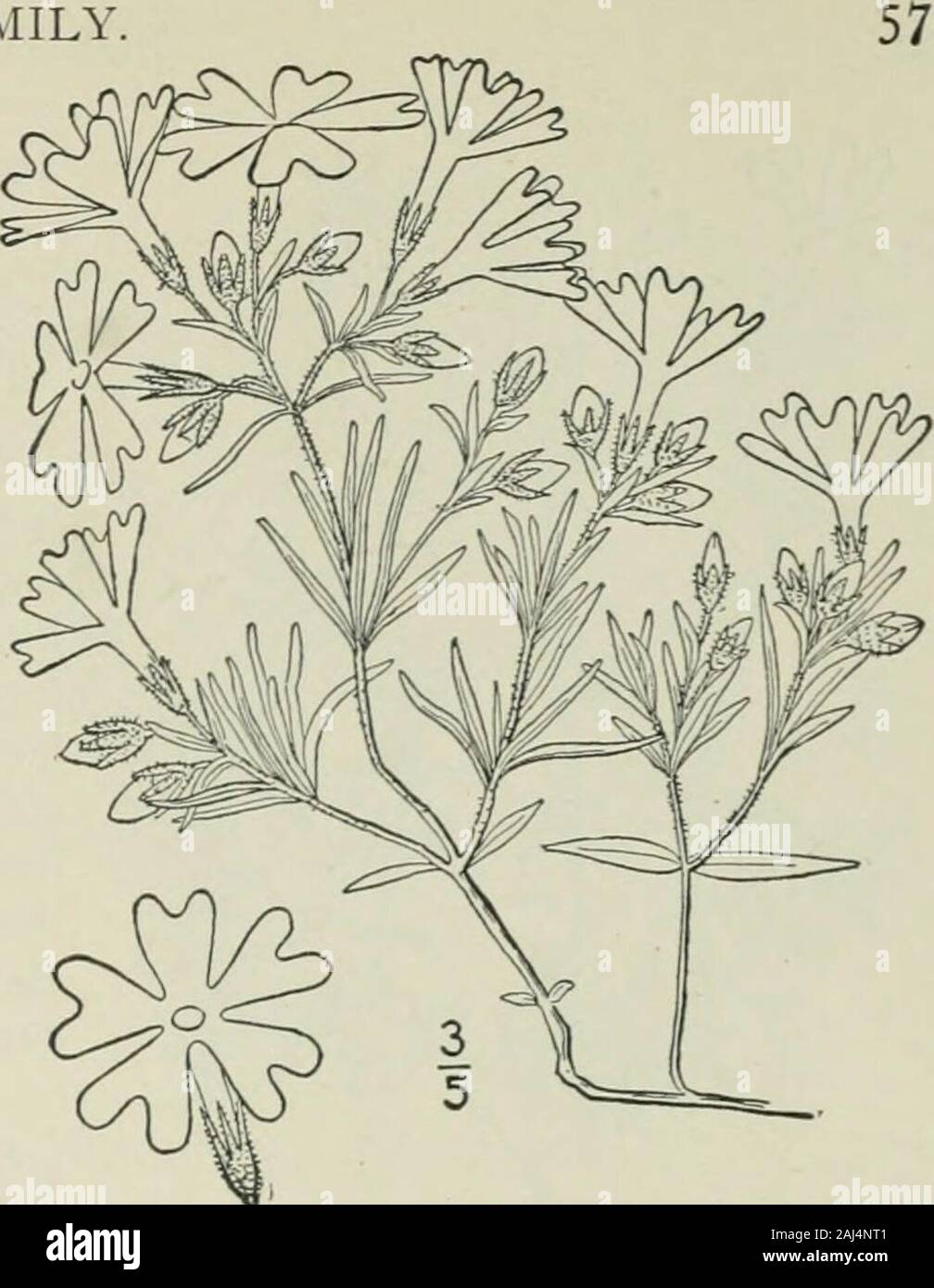 Una flora illustrata del nord degli Stati Uniti, il Canada e la British possedimenti : da Terranova al parallelo tra il confine meridionale della Virginia e dall'Oceano Atlantico verso ovest per il 102º meridiano . 12. Phlox Kelseyi Eritton. KelseysPhlox. Fig. 3465. p. Kelseyi Britton, Boll. Club strappata 19 : 225. 1892. ^lany-derivava da una radice di woody, thestems diffusione, striscianti o ascendenti, alcune volte 8 lungo, glabrous, o leggermente pubescentabove, molto frondosi. Foglie di forma oblunga o lineare-oblunga, sessili, glabrous, o quasi 3-i2a lungo, mi-2 wide, oppure la parte superiore più andnarrower, spessa, rigi Foto Stock