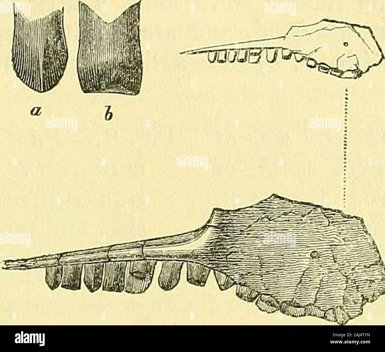 La rivista trimestrale della Geological Society di Londra . Macellodus Brodiei, Owen. Dei campioni rilevati da W. R. Brodie, Esq. in acqua fresca shelly sporco-letto della Purbecks, a DurdlestoneBay, I pro-pongono prima di descrivere quelli che sono riconducibili alla Classe Reptilia. I caratteri del tbe Lacertian ordine in questa classe sono unequivoeallyshown nel campione, contrassegnato f 7, il sig. Brodies raccolta, andrepresented in fig. 6, della dimensione naturale nel delineare e magnifiedin tinta. Esso consiste di un superiore destro osso mascellare, contenente eightnearly intero denti, e mostrando il plac Foto Stock