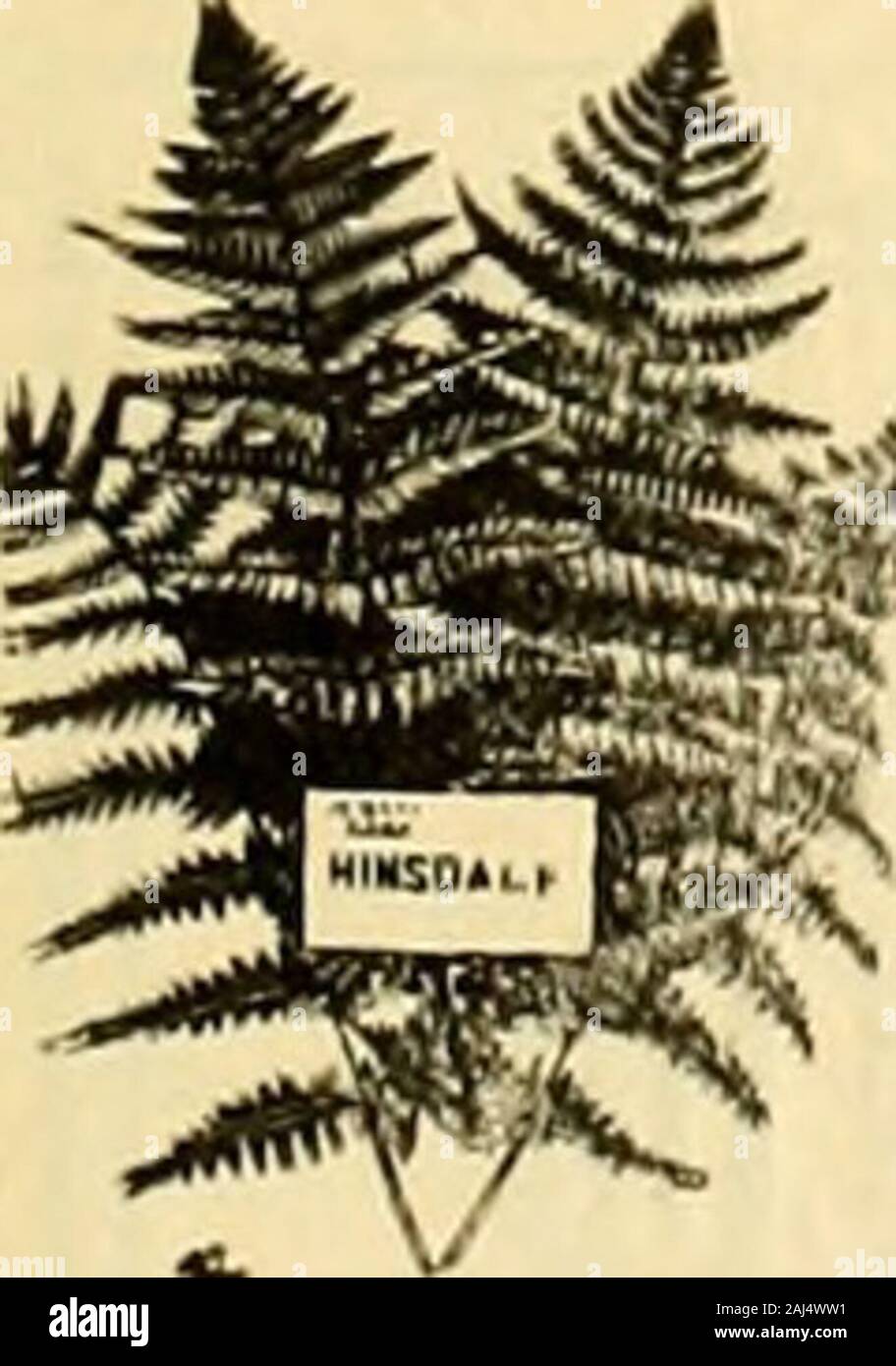 Il fiorista americana : un giornale settimanale per il commercio . in grado di prezzi. JOHN LEWIS CHILDS, FLORAL PARK,L. I., N. Y. fiease menzionare il fioraio americano quando ivriling 5.000 palme. In estate le occasioni per fare spazio. Per 100 Lantania Borb., avi-in. pentole $ 4.ijO 4y2-in. pentole 25.00 s-in. pentole 30.00 Kentia Balmoreana, 3y2-in. pentole 20.00 4V2-in vasi 30.00 Boston felci, 21/,-in. pentole 4.00 Farfuglum Grande, 3Va-in. pentole 10.00 5. pentole 1500 Campo Bouvardias cresciuto e Carnationspriced sull'applicazione. Indirizzo WAIIZ & NEUNER, Lnuisvilli. Ki, BERTHA RATH talee di garofano, FELCI, palme. ARAUCARIA EXCEL,ASPIDISTR Foto Stock