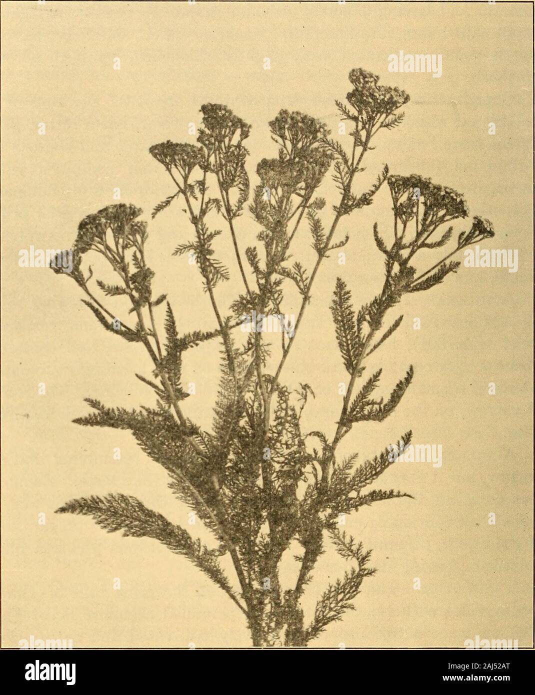 Scientifica e applicata farmacognosia destinati ad uso degli studenti in farmacia, come un manuale per i farmacisti e come un libro di riferimento per i prodotti alimentari e gli analisti di farmaco e farmacologi . Esprit dlva. Achillea tanacetifolia produce un olio bluevolatile avente odore di tansy. Tanacetum.-Tansy.-Le foglie e le sommità fiorite di Tana-cetum vulgare (Fam. Composite), un perenne erba aromatica (Fig.302), indigene all Europa, ampiamente coltivata e naturalizedin negli Stati Uniti. Le foglie sono grandi e pinnately diviso,e i fiori sia tubolari e ligulate, sono di colore giallo, le teste beingin Foto Stock