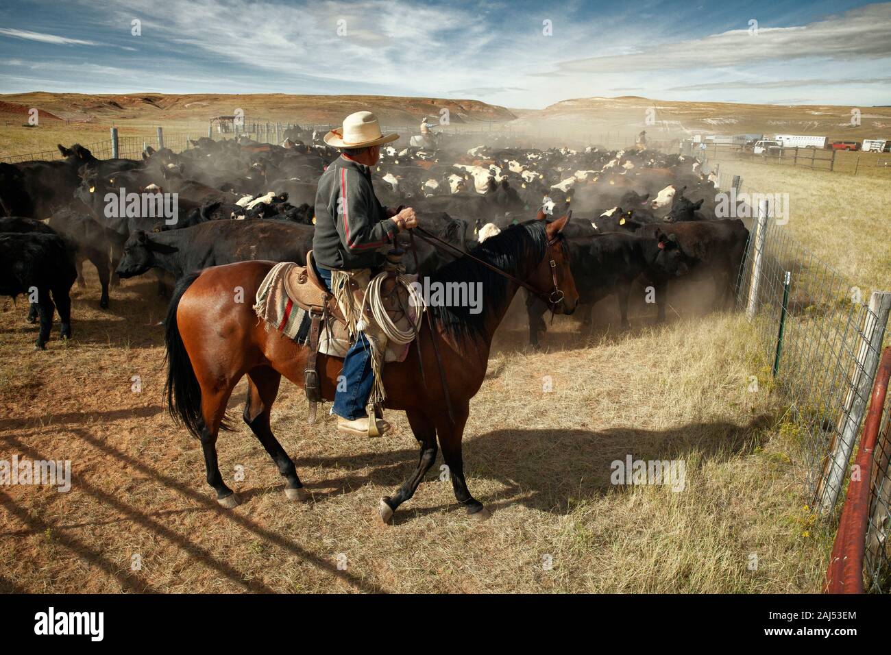 WY04137-00...WYOMING - cowboy presso un allevamento bovino round up sul Willow Creek Ranch. Foto Stock