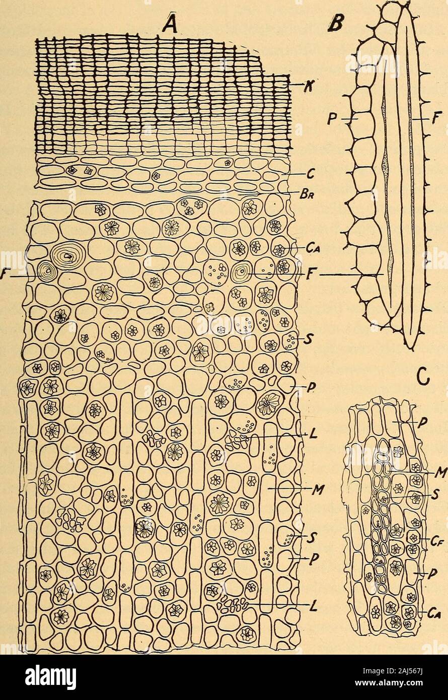 Scientifica e applicata farmacognosia destinati ad uso degli studenti in farmacia, come un manuale per i farmacisti e come un libro di riferimento per i prodotti alimentari e gli analisti di farmaco e farmacologi . Fig. 287.-Viburnum Prunifolium: una, sezione trasversale di una parte della corteccia:K, sughero; C, le cellule della corteccia primaria; St, celle di pietra che sono distribuiti notonly nell'area corticale ma nei trefoli del floema tra la medullaryrays; Br, fratture tra cellule di parenchima, che nella parte interna portioncauses una stratificazione della corteccia; Ca, ossalato di calcio che si verifica di solito in sul form di aggregati di rosette; L, gro Foto Stock