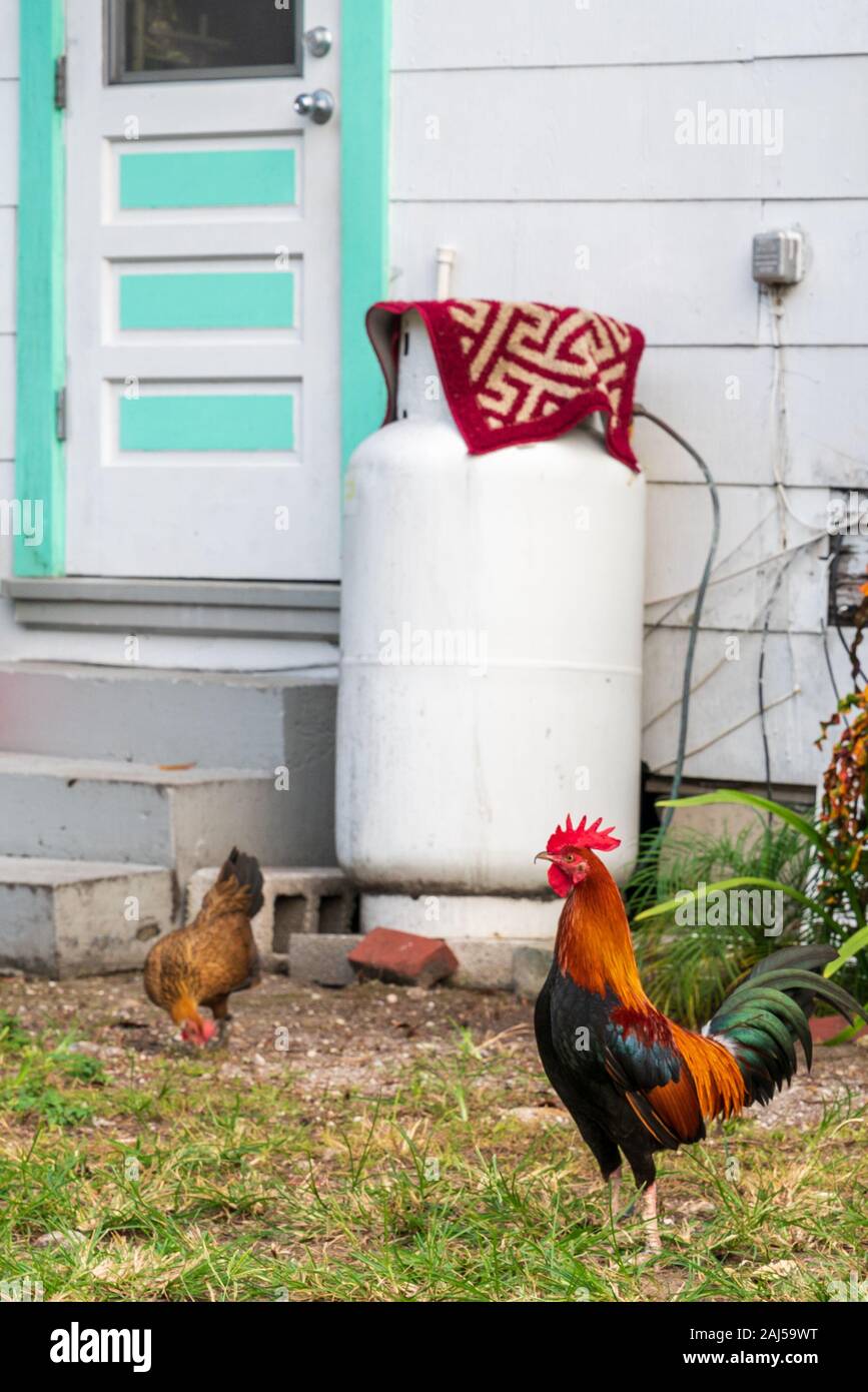 Un gallo colorato beccata intorno al cortile a Key West, Florida. (Nome scientifico: gallus gallus domesticus) Foto Stock