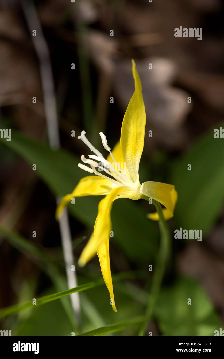 Un ghiacciaio Lilly fiori vicino Rowena Crest in Columbia Gorge, Oregon in primavera. Foto Stock