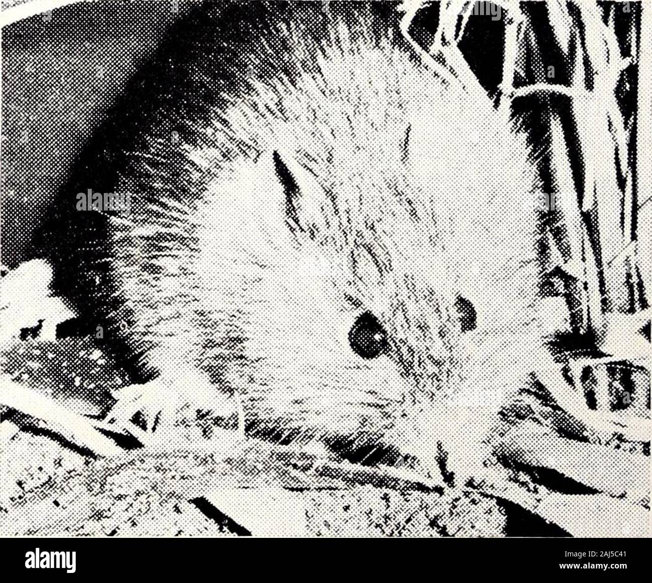 Il naturalista vittoriano . ns. Tutti gli animali intrappolati 144 erano adulti, due erano maschi e thesex del terzo non è stata determinata.esemplari: 5637, 5644. Palude di ratto, Rattus lutreolus palude i ratti sono stati catturati in mostareas dove le trappole sono state impostate, althoughnot in grandi numeri. La maggior parte sono stati takennear insenature o zone paludose in densevegetation - bracken, waterfern orwiregrass con teatree paperbarkshrub o coperchio. Nel 1968 una palude ratwas catturato nell'orto dell'agriturismo vicino al camp. Allanimals esaminati sono stati adulto. Di 13animali, 8 erano maschi e 5 werefemales. Non vi erano evidenti ex-interna sig Foto Stock